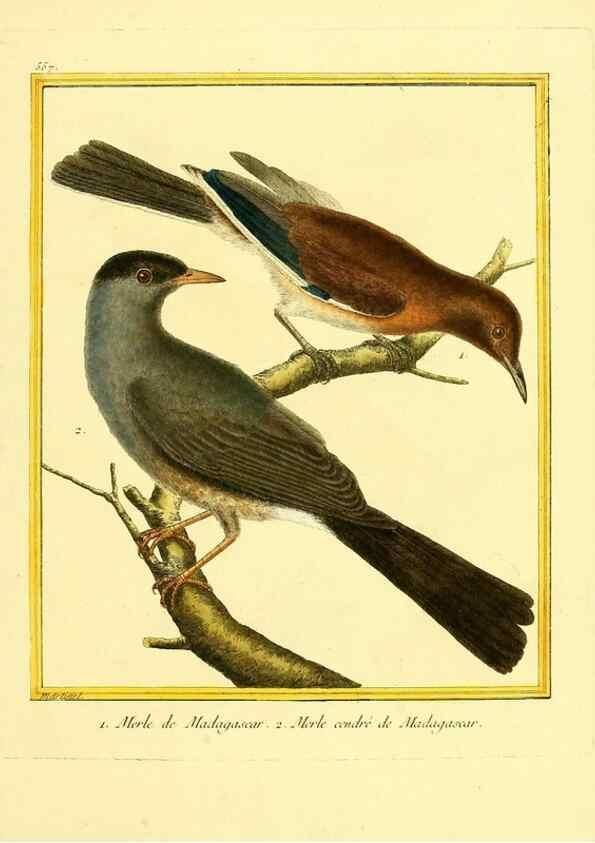 Reproducción/Reproduction 49640294262: Planches enluminées d'histoire naturelle. Paris? :s.n.,1765-1783?. 