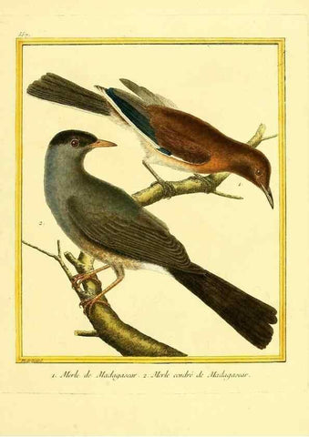 Reproducción/Reproduction 49640294262: Planches enluminées d'histoire naturelle. Paris? :s.n.,1765-1783?. 