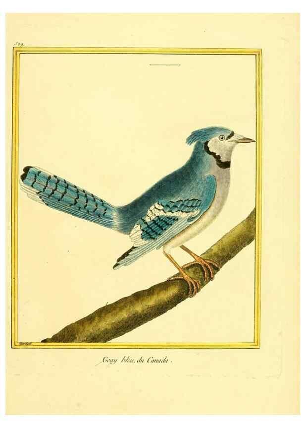 Reproducción/Reproduction 49640013146: Planches enluminées d'histoire naturelle. Paris? :s.n.,1765-1783?. 