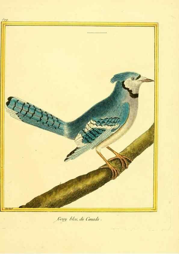 Reproducción/Reproduction 49640013146: Planches enluminées d'histoire naturelle. Paris? :s.n.,1765-1783?. 