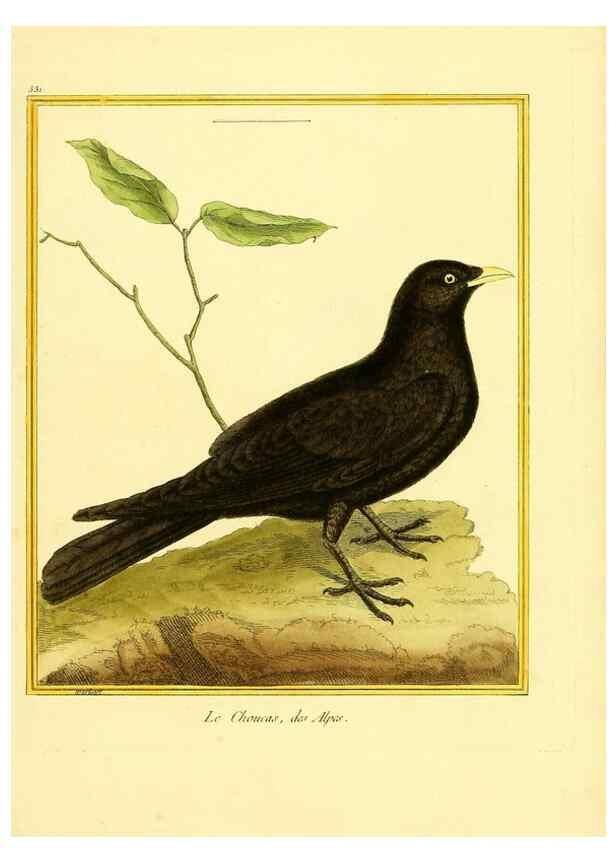 Reproducción/Reproduction 49639489433: Planches enluminées d'histoire naturelle. Paris? :s.n.,1765-1783?. 