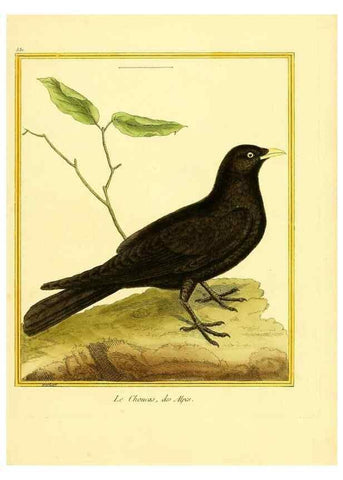 Reproducción/Reproduction 49639489433: Planches enluminées d'histoire naturelle. Paris? :s.n.,1765-1783?. 