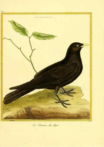 Reproducción/Reproduction 49639489433: Planches enluminées d'histoire naturelle. Paris? :s.n.,1765-1783?. 