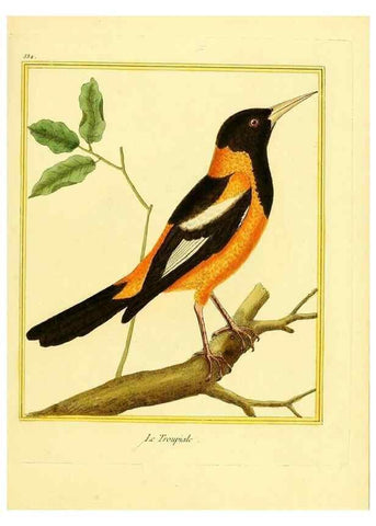 Reproducción/Reproduction 49640013831: Planches enluminées d'histoire naturelle. Paris? :s.n.,1765-1783?. 