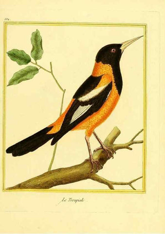 Reproducción/Reproduction 49640013831: Planches enluminées d'histoire naturelle. Paris? :s.n.,1765-1783?. 