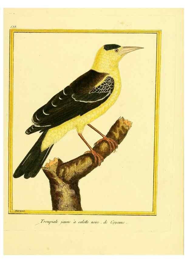 Reproducción/Reproduction 49640014126: Planches enluminées d'histoire naturelle. Paris? :s.n.,1765-1783?. 