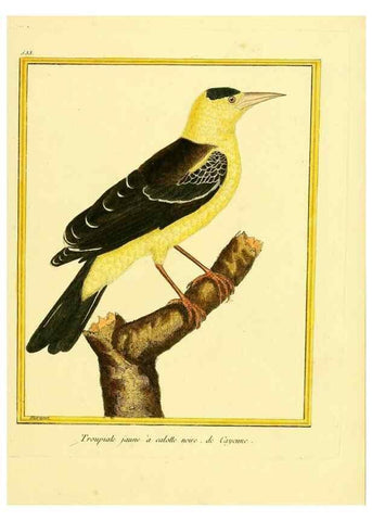 Reproducción/Reproduction 49640014126: Planches enluminées d'histoire naturelle. Paris? :s.n.,1765-1783?. 