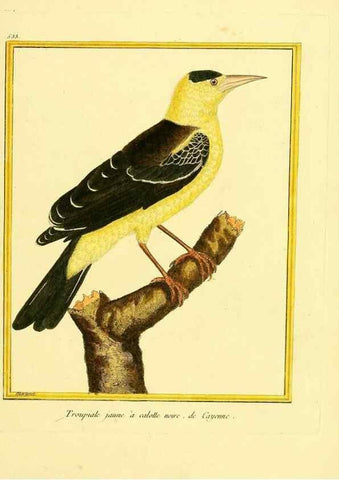 Reproducción/Reproduction 49640014126: Planches enluminées d'histoire naturelle. Paris? :s.n.,1765-1783?. 