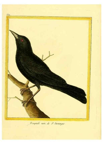Reproducción/Reproduction 49639490088: Planches enluminées d'histoire naturelle. Paris? :s.n.,1765-1783?. 