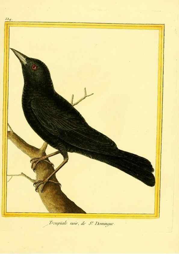 Reproducción/Reproduction 49639490088: Planches enluminées d'histoire naturelle. Paris? :s.n.,1765-1783?. 