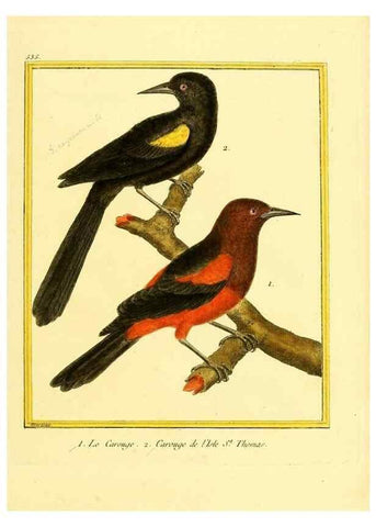 Reproducción/Reproduction 49640014636: Planches enluminées d'histoire naturelle. Paris? :s.n.,1765-1783?. 