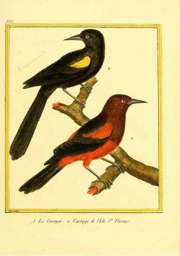 Reproducción/Reproduction 49640014636: Planches enluminées d'histoire naturelle. Paris? :s.n.,1765-1783?. 