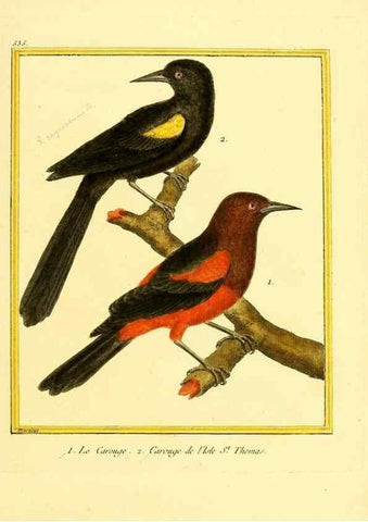 Reproducción/Reproduction 49640014636: Planches enluminées d'histoire naturelle. Paris? :s.n.,1765-1783?. 