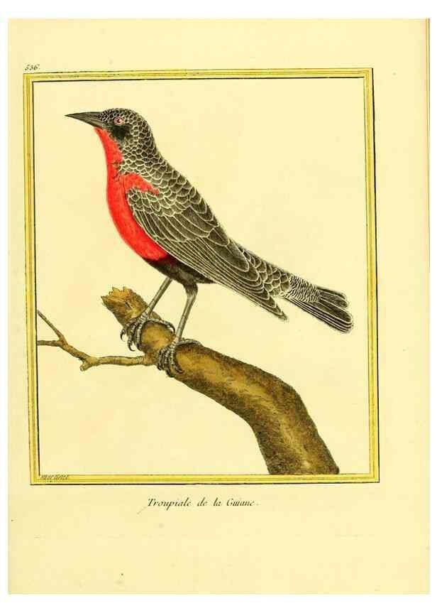 Reproducción/Reproduction 49640014886: Planches enluminées d'histoire naturelle. Paris? :s.n.,1765-1783?. 