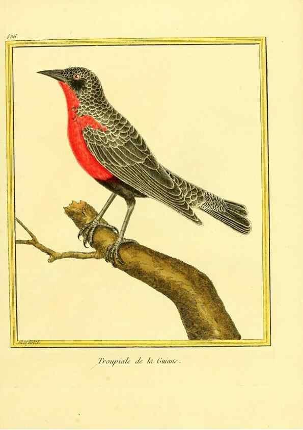Reproducción/Reproduction 49640014886: Planches enluminées d'histoire naturelle. Paris? :s.n.,1765-1783?. 