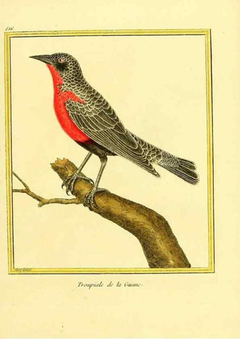 Reproducción/Reproduction 49640014886: Planches enluminées d'histoire naturelle. Paris? :s.n.,1765-1783?. 