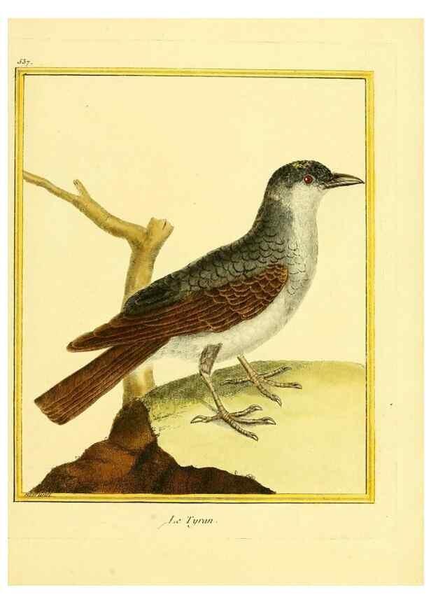 Reproducción/Reproduction 49639490888: Planches enluminées d'histoire naturelle. Paris? :s.n.,1765-1783?. 