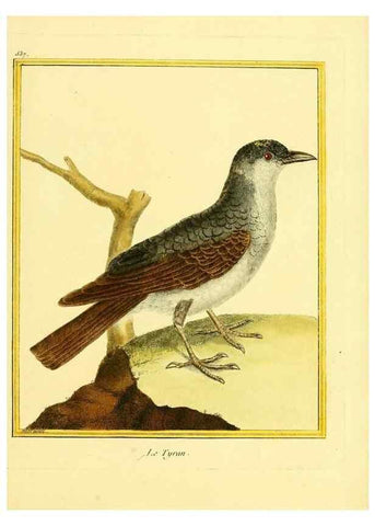 Reproducción/Reproduction 49639490888: Planches enluminées d'histoire naturelle. Paris? :s.n.,1765-1783?. 
