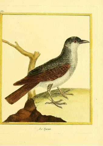 Reproducción/Reproduction 49639490888: Planches enluminées d'histoire naturelle. Paris? :s.n.,1765-1783?. 