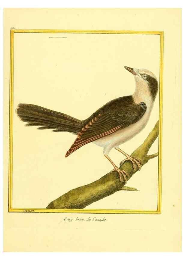 Reproducción/Reproduction 49640286902: Planches enluminées d'histoire naturelle. Paris? :s.n.,1765-1783?. 
