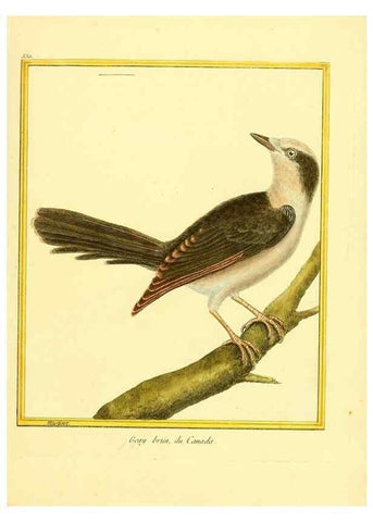 Reproducción/Reproduction 49640286902: Planches enluminées d'histoire naturelle. Paris? :s.n.,1765-1783?. 