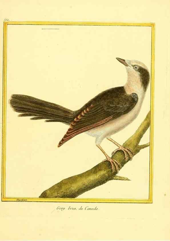 Reproducción/Reproduction 49640286902: Planches enluminées d'histoire naturelle. Paris? :s.n.,1765-1783?. 