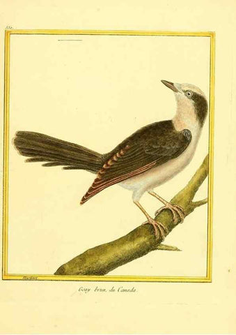 Reproducción/Reproduction 49640286902: Planches enluminées d'histoire naturelle. Paris? :s.n.,1765-1783?. 