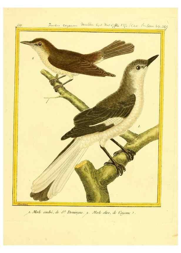 Reproducción/Reproduction 49640294592: Planches enluminées d'histoire naturelle. Paris? :s.n.,1765-1783?. 