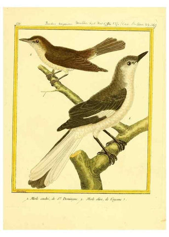Reproducción/Reproduction 49640294592: Planches enluminées d'histoire naturelle. Paris? :s.n.,1765-1783?. 