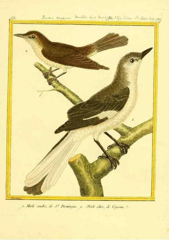 Reproducción/Reproduction 49640294592: Planches enluminées d'histoire naturelle. Paris? :s.n.,1765-1783?. 