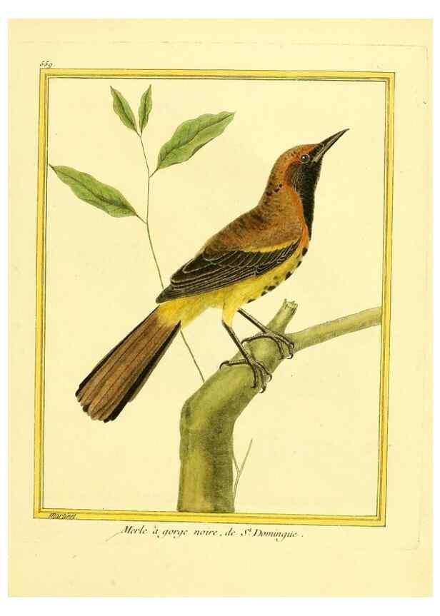 Reproducción/Reproduction 49640021401: Planches enluminées d'histoire naturelle. Paris? :s.n.,1765-1783?. 