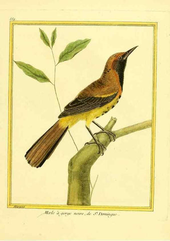 Reproducción/Reproduction 49640021401: Planches enluminées d'histoire naturelle. Paris? :s.n.,1765-1783?. 
