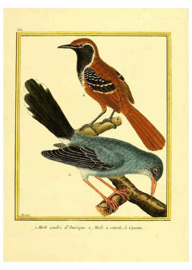 Reproducción/Reproduction 49640021721: Planches enluminées d'histoire naturelle. Paris? :s.n.,1765-1783?. 