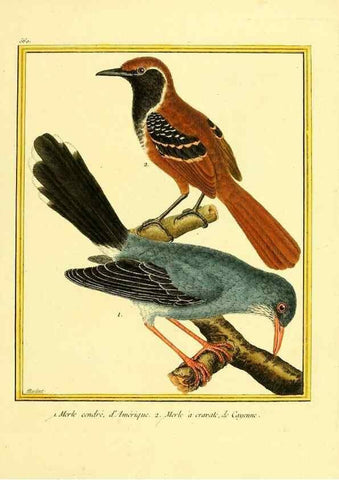 Reproducción/Reproduction 49640021721: Planches enluminées d'histoire naturelle. Paris? :s.n.,1765-1783?. 