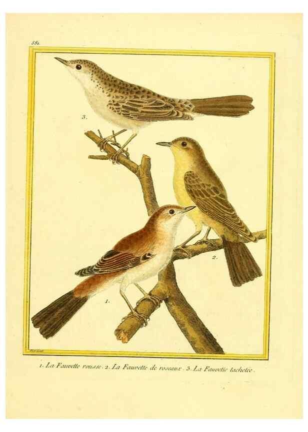 Reproducción/Reproduction 49640027326: Planches enluminées d'histoire naturelle. Paris? :s.n.,1765-1783?. 