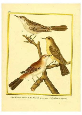 Reproducción/Reproduction 49640027326: Planches enluminées d'histoire naturelle. Paris? :s.n.,1765-1783?. 