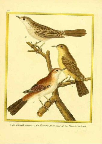 Reproducción/Reproduction 49640027326: Planches enluminées d'histoire naturelle. Paris? :s.n.,1765-1783?. 