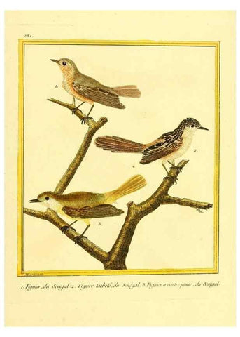 Reproducción/Reproduction 49640300767: Planches enluminées d'histoire naturelle. Paris? :s.n.,1765-1783?. 