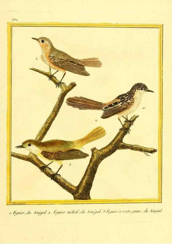 Reproducción/Reproduction 49640300767: Planches enluminées d'histoire naturelle. Paris? :s.n.,1765-1783?. 