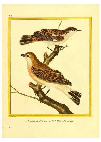 Reproducción/Reproduction 49640027951: Planches enluminées d'histoire naturelle. Paris? :s.n.,1765-1783?. 