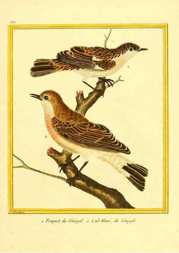 Reproducción/Reproduction 49640027951: Planches enluminées d'histoire naturelle. Paris? :s.n.,1765-1783?. 