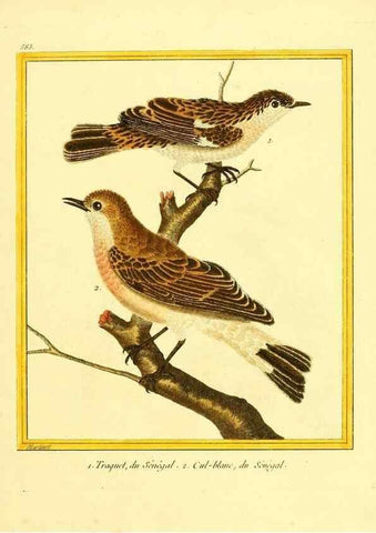 Reproducción/Reproduction 49640027951: Planches enluminées d'histoire naturelle. Paris? :s.n.,1765-1783?. 