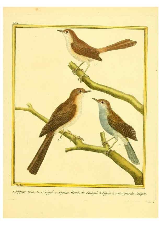 Reproducción/Reproduction 49639503318: Planches enluminées d'histoire naturelle. Paris? :s.n.,1765-1783?. 