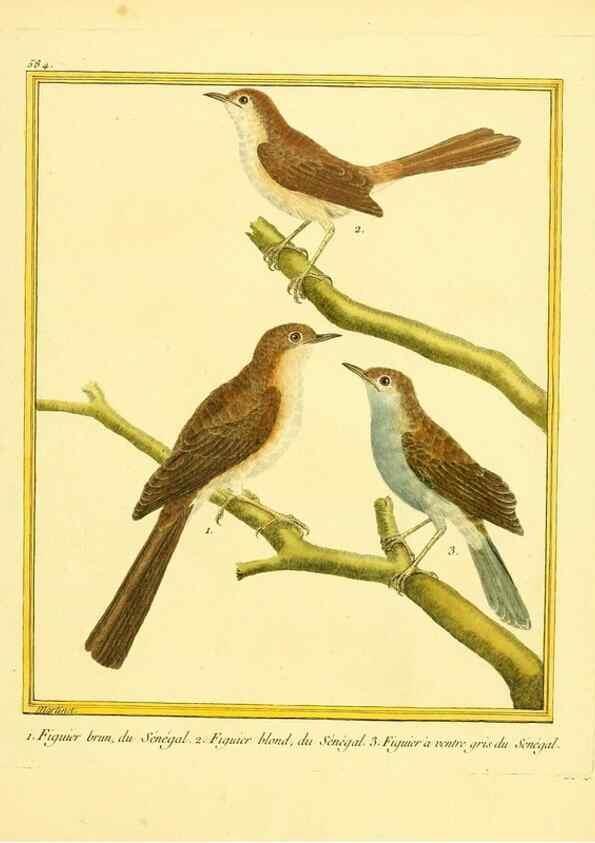 Reproducción/Reproduction 49639503318: Planches enluminées d'histoire naturelle. Paris? :s.n.,1765-1783?. 