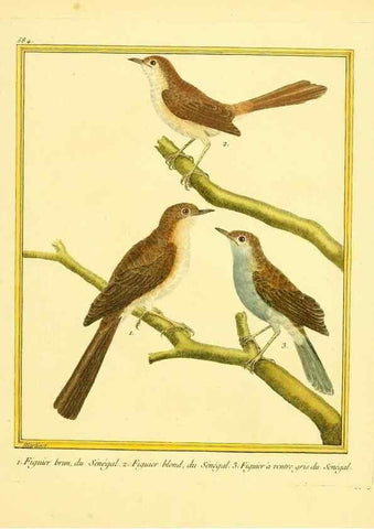 Reproducción/Reproduction 49639503318: Planches enluminées d'histoire naturelle. Paris? :s.n.,1765-1783?. 