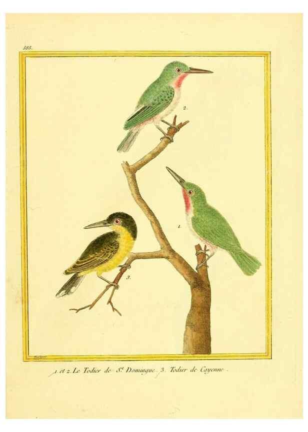 Reproducción/Reproduction 49640028436: Planches enluminées d'histoire naturelle. Paris? :s.n.,1765-1783?. 