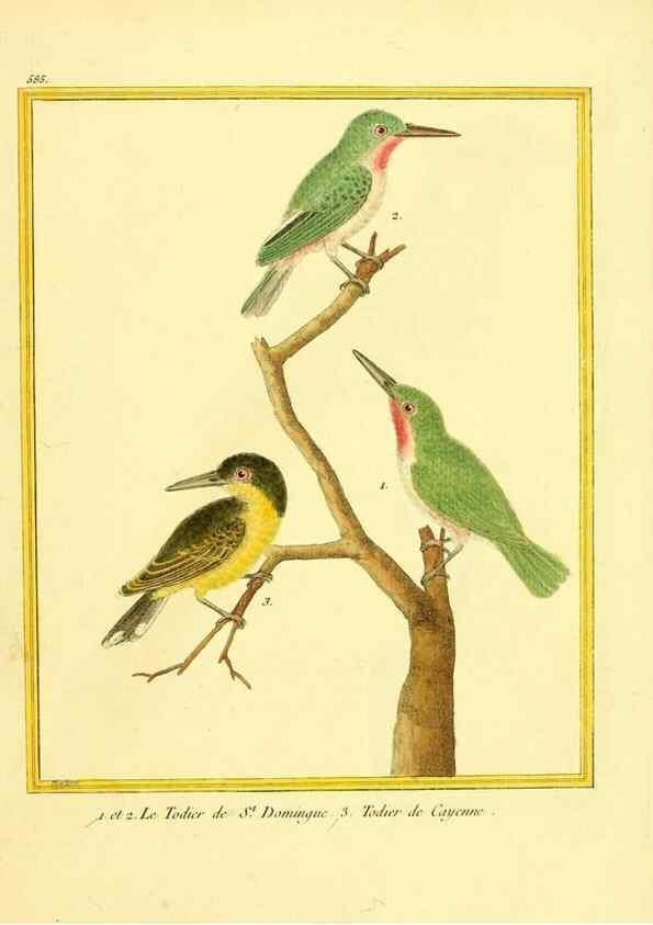Reproducción/Reproduction 49640028436: Planches enluminées d'histoire naturelle. Paris? :s.n.,1765-1783?. 