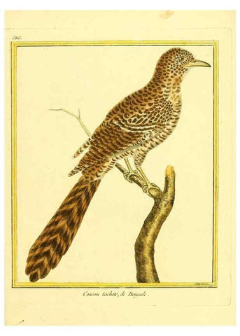 Reproducción/Reproduction 49640028746: Planches enluminées d'histoire naturelle. Paris? :s.n.,1765-1783?. 