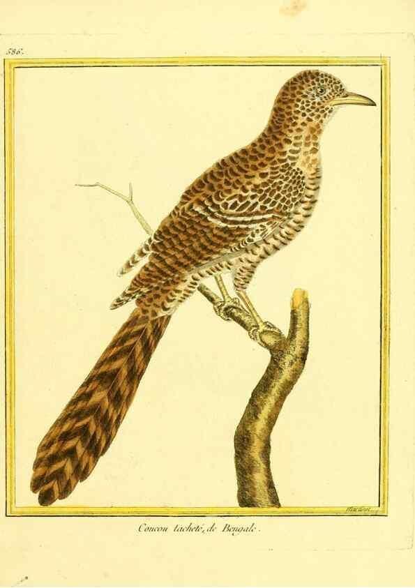 Reproducción/Reproduction 49640028746: Planches enluminées d'histoire naturelle. Paris? :s.n.,1765-1783?. 