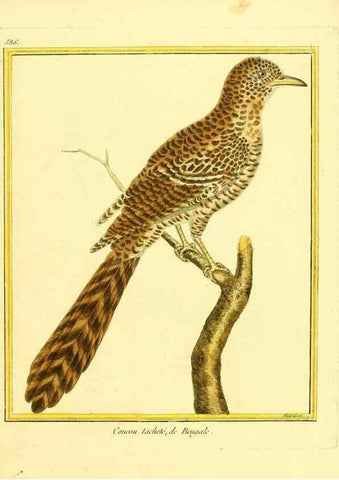 Reproducción/Reproduction 49640028746: Planches enluminées d'histoire naturelle. Paris? :s.n.,1765-1783?. 